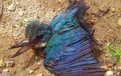 How We Became Rapists: A Mystery